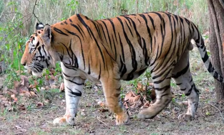 Uttarakhand: बाघ ने फिर एक महिला को बनाया अपना निवाला, गुस्साए ग्रामीणों ने रेंज अधिकारी को घेरा